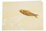 Detailed Fossil Fish (Knightia) - Wyoming #186496-1